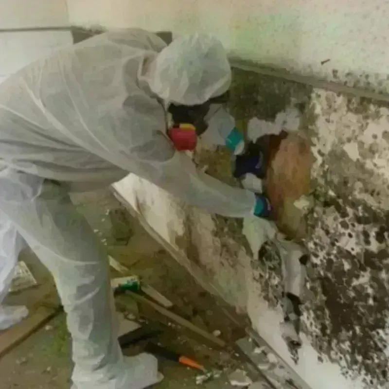 Mold Remediation and Removal in Palermo, ME